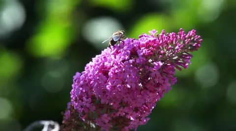 Bee on a pink flower #1 動画素材 21302033