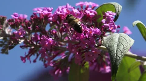 Bee on a pink flower #3 動画素材 21297949