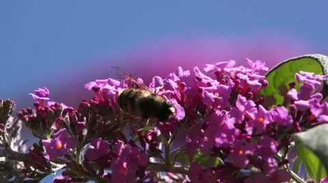Bee on a pink flower #4 動画素材 21289600