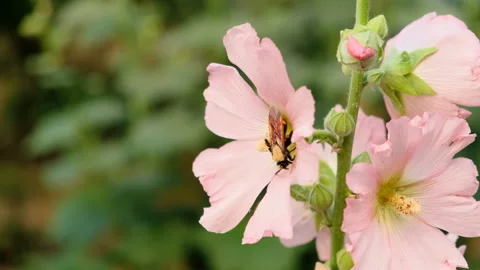 Bee on pink flower, 4K Stock-Footage 90901139