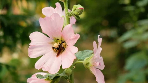 Bee on pink flower, 4K Video stock 90901380