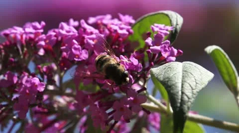 Bee on a pink flower #5 動画素材 21298777