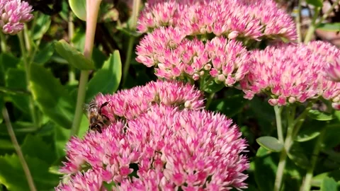 A bee on a pink flower collects nectar. Stock Footage 139765980