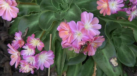 Bee on pink flower cu Video stock 28021602