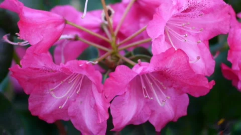 Bee on Pink Flower 库存影片 4586149