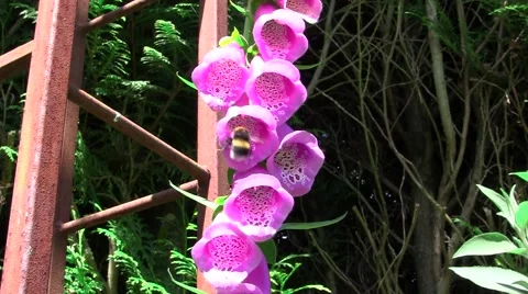 Bee on pink flower Stock Footage 5165517