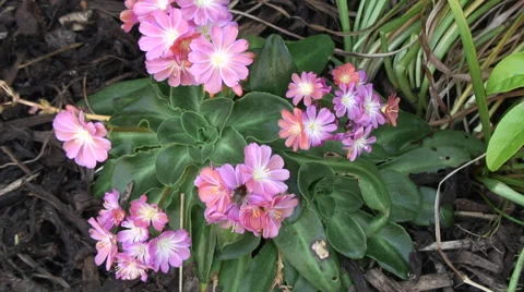 Bee on pink flower Video stock 28020062