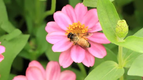 Bee on pink flower Stock Footage 40566183