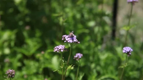 Bee on a pink flower. Stockbeeldmateriaal 75373625