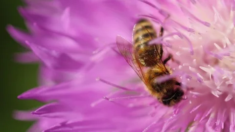 Bee on the pink flower Stock Footage 76349538