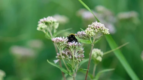 Bee on pink flower Stock Footage 97881504