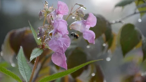 Bee on Pink Flower Video stock 114842719