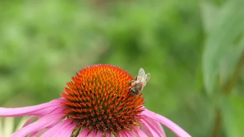 Bee on a pink flower. Video stock 116962123