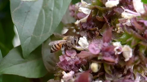 Bee on a pink flower Stock Footage 165856059