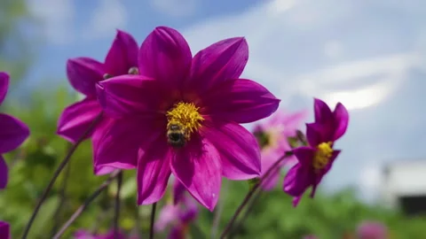 Bee On A Pink Flower Stock Footage 221828634