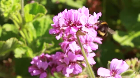 Bee on pink flower Stock Footage 274074875