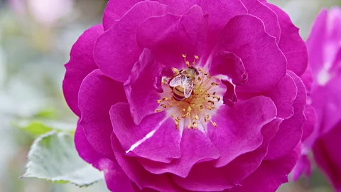 Bee on a Pink Flower Stock Footage 276251546