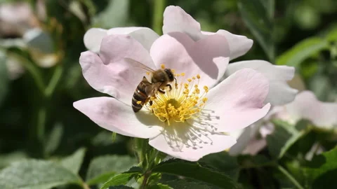 Bee on a pink flower Stock Footage 276696817