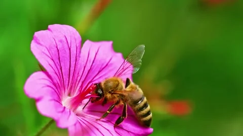 Bee on Pink Flower Stock Footage 323140753