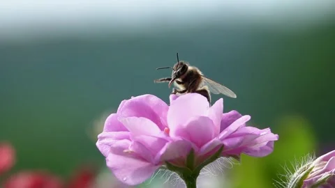 Bee on Pink Flower. Видео 340410398
