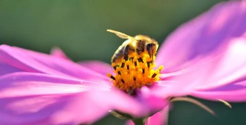 Bee in a pink flower Stock Photos