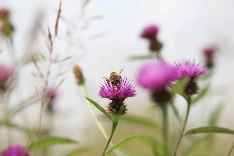 Bee on Pink Flower Stock Photos