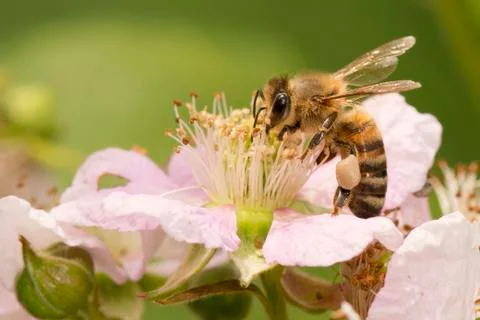 Bee on a pink flower Stock Photos