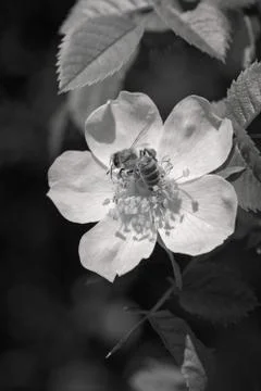 Bee on a pink flower Foto stock gratuite