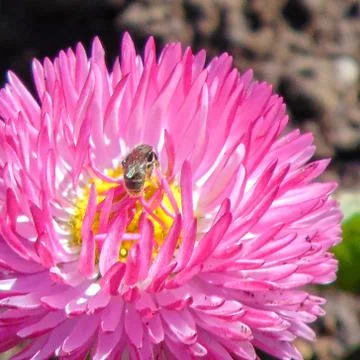 Bee on the pink flower Stock Photos