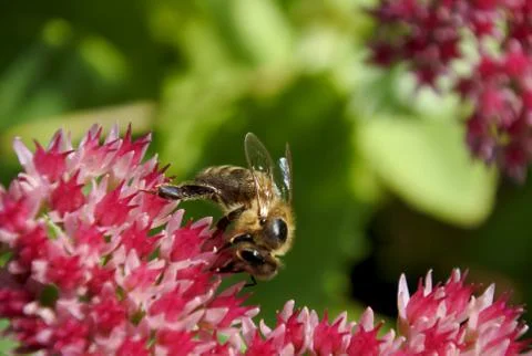 Bee on pink flower Stock Photos
