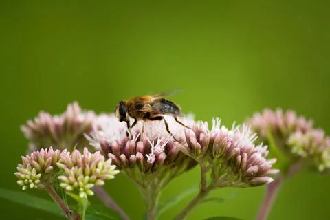 Bee on a pink flower Stock Photos