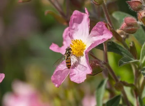 Bee on Pink Flower Stock Photos