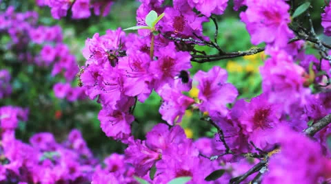 Bee on pink flowers 動画素材 23331220