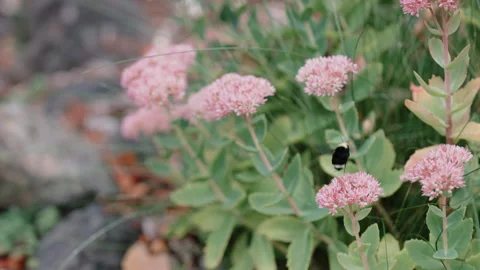 Bee on Pink Flowers Stock-Footage 300380724
