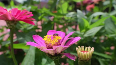 Bee on a pink front garden flower Stock Footage 239875645