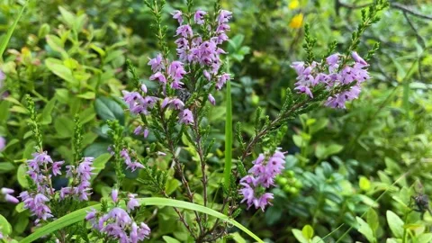 Bee on a pink heather flower Stock Footage 254414348