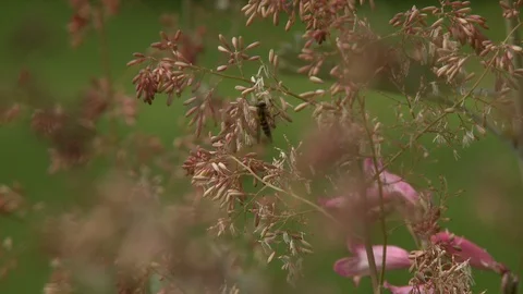Bee On Pink Penstemon Bush Stock Footage 115823277