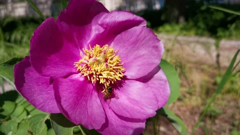 The bee is a pink peony Stock Footage 167942984