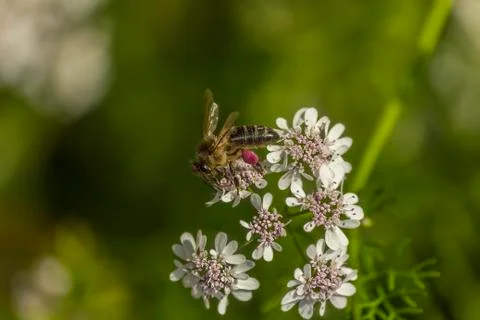 A bee with pink pollen Stock Photos