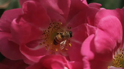 Bee in Pink Rose - Close Up Stock Footage 24845159