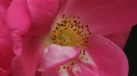 Bee in Pink Rose - Close Up Stock Footage 24937149