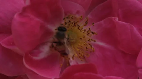 Bee in Pink Rose Stock Footage 24995575