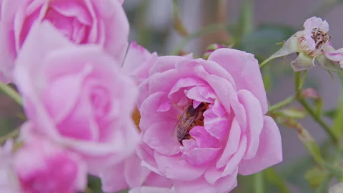 Bee in a Pink Rose Stock Footage 276252989
