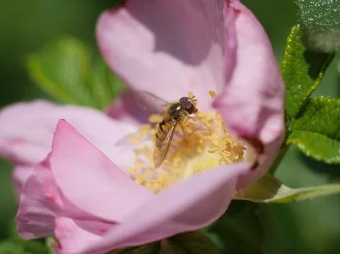 Bee on pink rose Stock Photos
