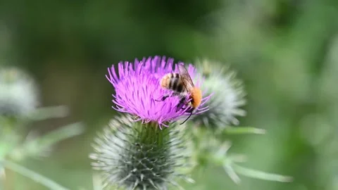 Bee on a pink thistle, HD Stock Footage 145761411