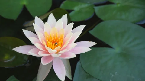Bee on pink water lily Stock Footage 37272002