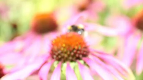 Bee on plant Video stock 11868547