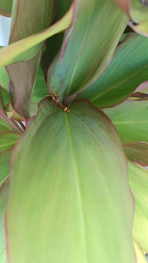 Bee in plant Stock Footage 240638541