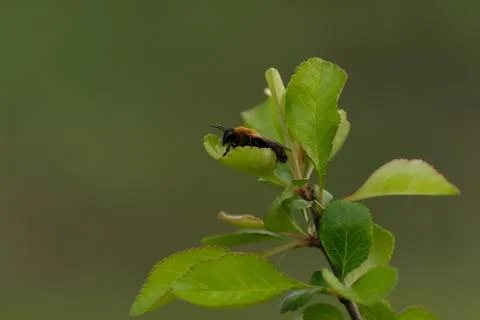 A bee on a plant Foto stock