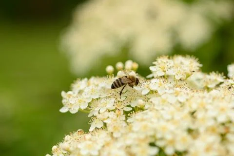 Bee plant Foto stock
